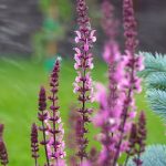 Gėlyno dizaino idėjos skirtingiems sezonams: sodinami augalai, kad gėlynas būtų spalvingas visus metus