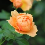 „Pasidaryk pats“ sodo laistymas: praktiški vandens taupymo būdai, žarna laisto sodo lysvę, Pexels stiliaus vaizdas