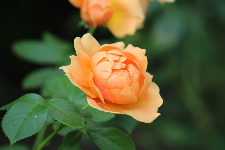 „Pasidaryk pats“ sodo laistymas: praktiški vandens taupymo būdai, žarna laisto sodo lysvę, Pexels stiliaus vaizdas